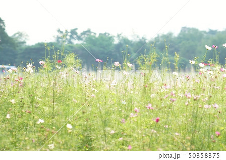 ピンクコスモス畑(Pink Cosmos, Flowerbed, Flower Field) ピンクコスモス畑(Pink Cosmos, Flowerbed, Flower Field) 50358375