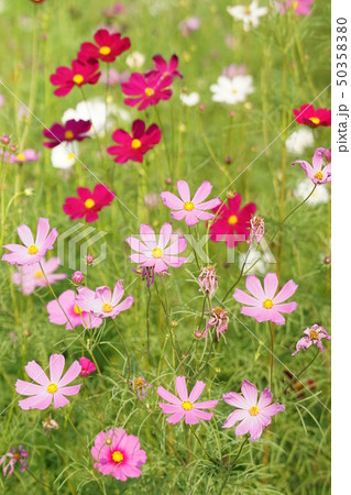 ピンクコスモス畑（Pink Cosmos, Flowerbed, Flower Field） 50358380