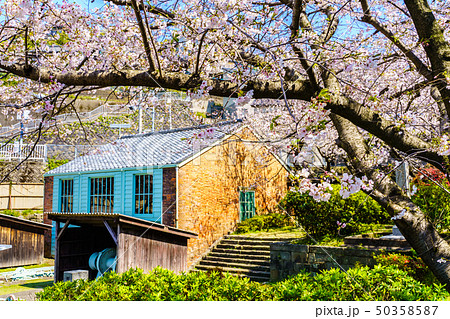 小菅修船場跡の桜　世界文化遺産　【長崎県長崎市】 50358587