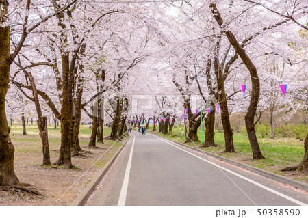 赤城南面千本桜・桜のトンネル 赤城南面千本桜・桜のトンネル 50358590