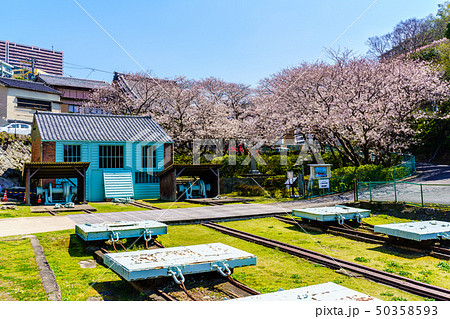 小菅修船場跡の桜　世界文化遺産　【長崎県長崎市】 50358593