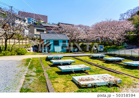 小菅修船場跡の桜　世界文化遺産　【長崎県長崎市】 50358594