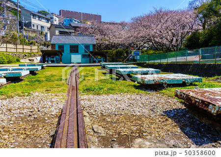 小菅修船場跡の桜　世界文化遺産　【長崎県長崎市】 50358600