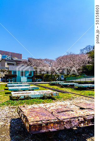 小菅修船場跡の桜　世界文化遺産　【長崎県長崎市】 50358603