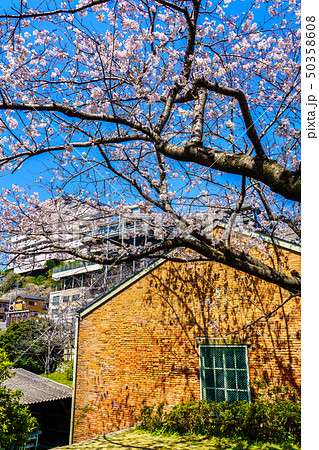 小菅修船場跡の桜　世界文化遺産　【長崎県長崎市】 50358608