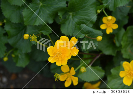 Marsh Marigold 50358618