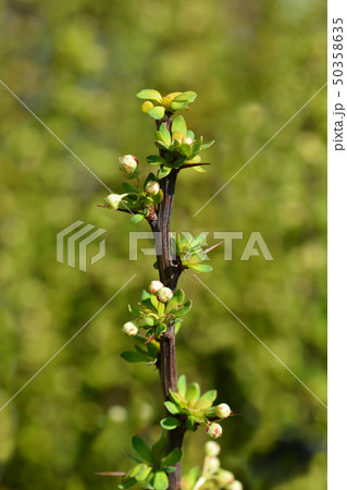 Japanese barberry Powwow Japanese barberry Powwow 50358635