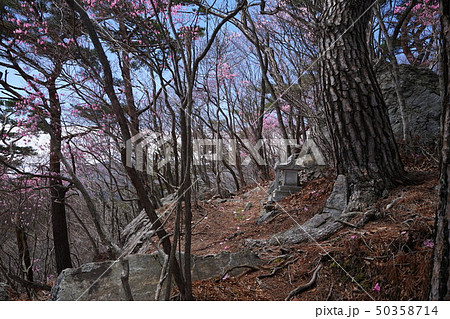 群馬県　桐生市黒保根町　ぐんま百名山の栗生山の山頂に咲くアカヤシオ　 50358714