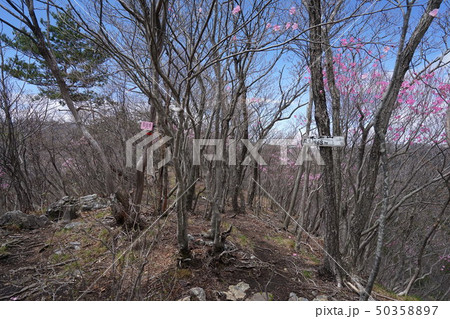 群馬県 桐生市黒保根町 ぐんま百名山の栗生山の山頂に咲くアカヤシオ 群馬県 桐生市黒保根町 ぐんま百名山の栗生山の山頂に咲くアカヤシオ 50358897