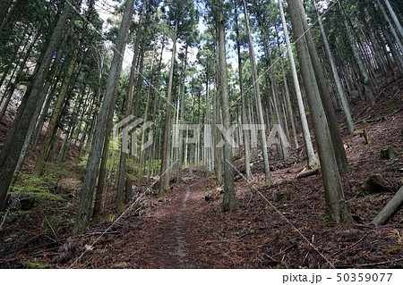 群馬県 桐生市黒保根町 ぐんま百名山の栗生山の登山道 群馬県 桐生市黒保根町 ぐんま百名山の栗生山の登山道 50359077