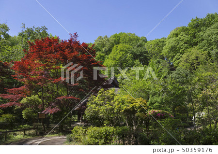 新緑の薬師池公園 旧荻野家 新緑の薬師池公園 旧荻野家 50359176
