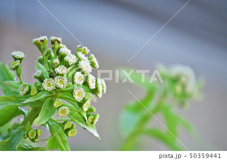 フキノトウの花 50359441