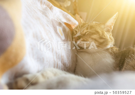 tabby fat cat tabby fat cat 50359527