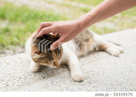 touch a sleeping cat touch a sleeping cat 50359570