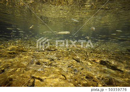 サケの稚魚 サケの稚魚 50359776