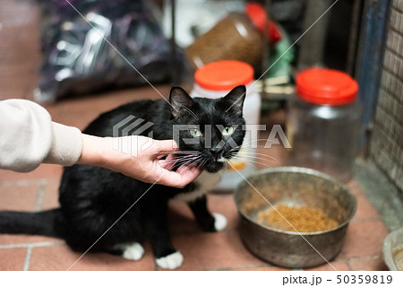 touch and feed a stray cat 50359819