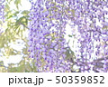 藤の花 50359852