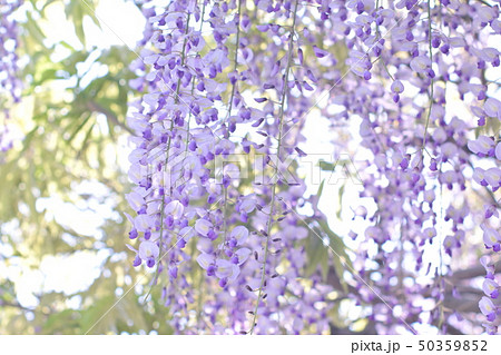 藤の花 藤の花 50359852