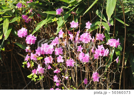 ツツジ 花 ツツジの花 50360373