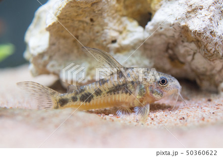 熱帯魚水槽のコリドラス 50360622