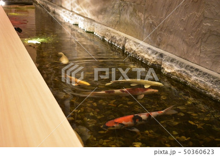 鯉 50360623