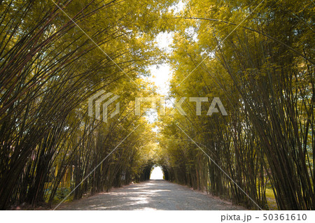 Autumn tone Bamboo forest in thailand 50361610