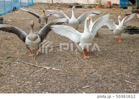 Group goose Show wing in garden at thailand 50361612