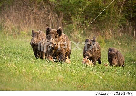 Group of wild boars, sus scrofa, running in spring nature. Group of wild boars, sus scrofa, running in spring nature. 50361767