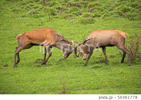 Red deer, cervus elaphus, fight during the rut. Red deer, cervus elaphus, fight during the rut. 50361778