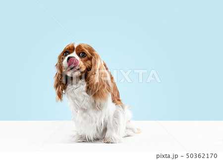 Spaniel is sitting on the blue background 50362170