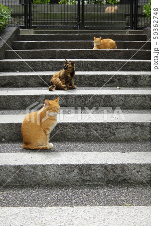猫 猫 50362748