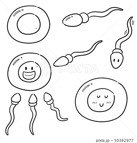 vector set of sperm and egg vector set of sperm and egg 50362977