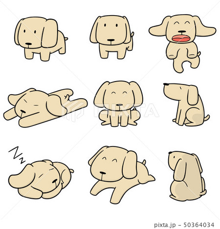 vector set of dog, labrador retriever vector set of dog, labrador retriever 50364034