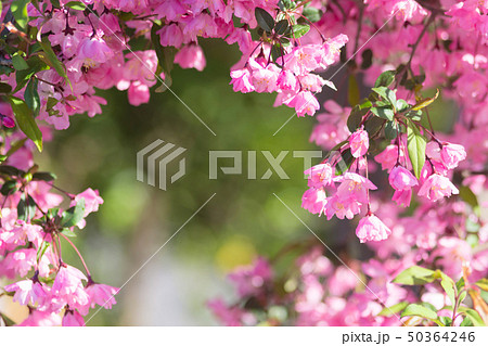 ハナカイドウの花 ハナカイドウの花 50364246