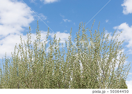 花咲くナツグミの木 50364450