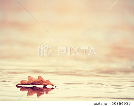 Oak leaf on thin ice with nice sun reflection. 50364959
