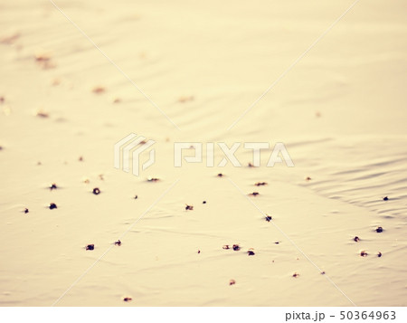 Old leaves frozen on surface of ice. Icy cover 50364963
