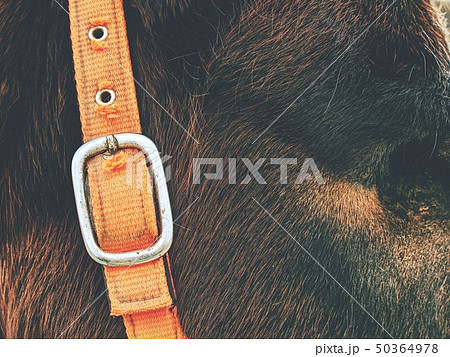 Horse with  Moon Blindness lost eye 50364978