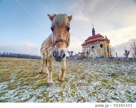Farm meadow for horses at church or chapel. 50365355