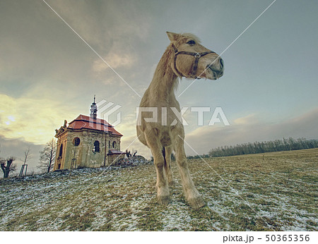 End of winter on pasture with old horse. 50365356