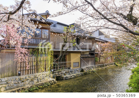京都・祇園白川・春・満開の桜 京都・祇園白川・春・満開の桜 50365369