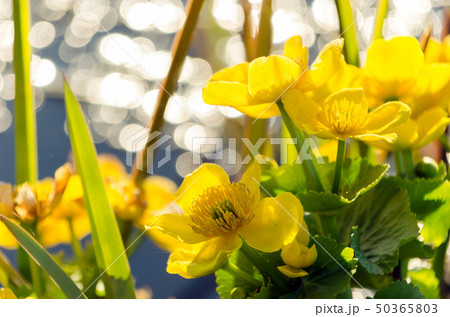 Bright yellow Caltha flowers on green leaves 50365803