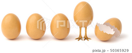 Row of chicken eggs. One egg with golden chicken feet and one Broken Egg Shell. isolated on a white 50365929