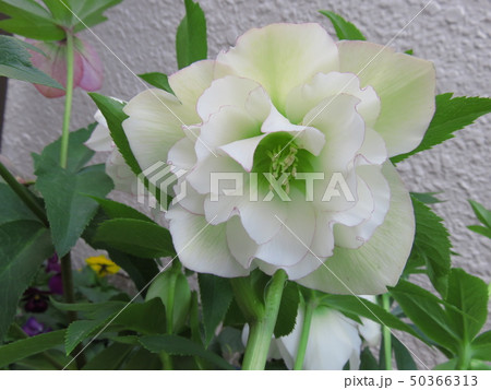 クリスマスローズ クリスマスローズ 50366313