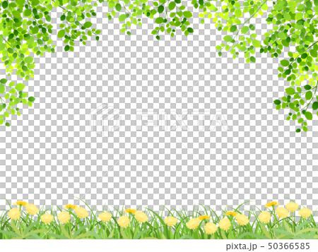 Fresh green (young leaves) 50366585