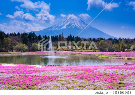 (山梨県)富士芝桜まつり 富士山 (山梨県)富士芝桜まつり 富士山 50366933