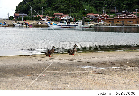 港の浜を歩く鴨の夫婦 50367000