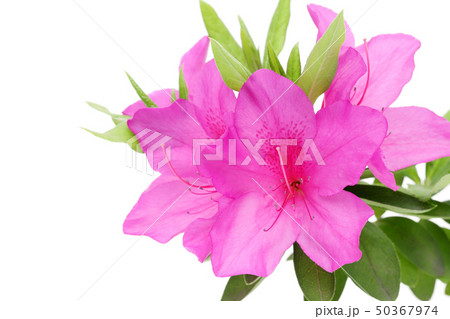 ツツジ　花 50367974