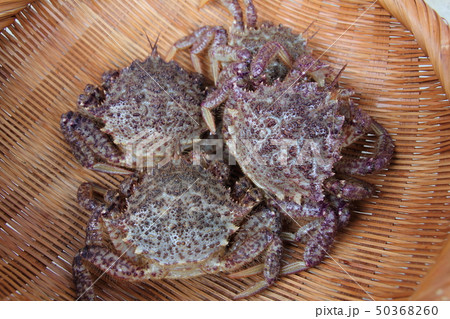 クリガニ 50368260