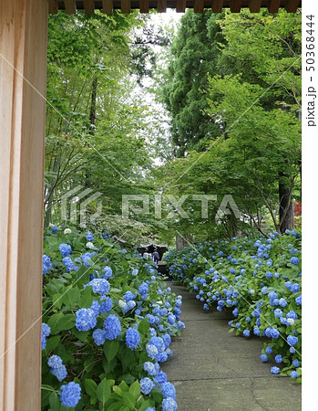 雲昌寺 あじさい寺 秋田県男鹿市の写真素材